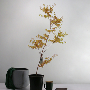 茜空枫树日本进口名贵三季品种彩叶带锦盆景盆栽庭院树红枫树苗