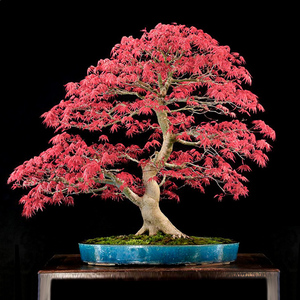日本枫红千鸟观叶植物窗台盆景庭院阳台室内绿植盆栽阳台枫树