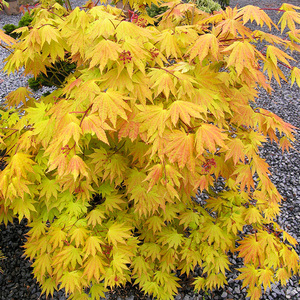 秋月日本枫树进口红枫新品种 团扇叶白泽槭 阳台庭院室内盆栽枫树