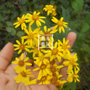 千里光种子和苗 九里明黄花母有机中草药材养蜂粉蜜源植物 满包邮