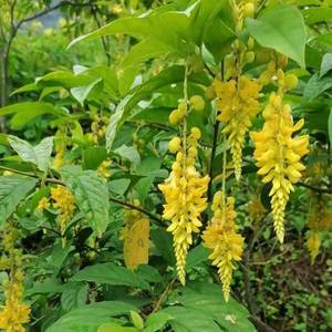 黄花倒水莲种子倒吊黄花大远志观音串王月茶药材种子