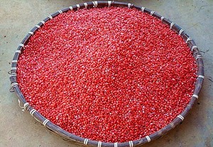 文山三七 种子 新种子 云南 田七种子名贵药材 三七 净籽 包邮 发