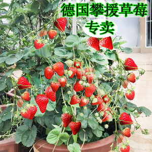 【德国攀援草莓】德国攀援草莓品牌,价格 - 阿里巴巴
