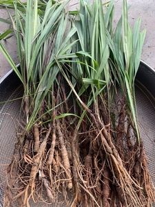 野生独脚仙茅独茅根独脚丝茅地棕根天宗山宗豆浆布丁缙云烧饼小桌