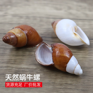 蜗牛螺天然海螺贝壳卷贝鱼寄居蟹替换壳鱼缸造景装饰摆件5-7厘米