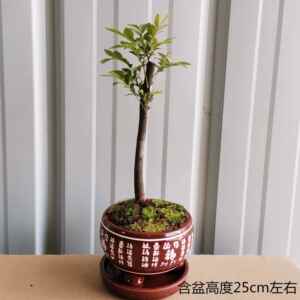 印度小叶紫檀盆景老桩