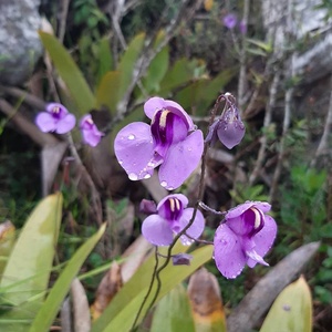 荷叶狸藻-utricularia nelumbifolia(兰花狸藻组—附生狸藻)