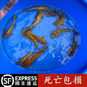 日本纯种闪鳞茶鲤锦鲤活体红白银鳞茶鲤鱼反光鳞片发光鳞片观赏鱼