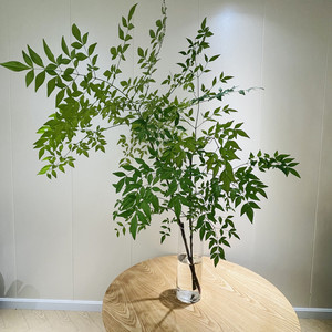 绿天竺叶南天竹鲜花水养插花客厅禅意枝条鲜切枝网红植物四季常青