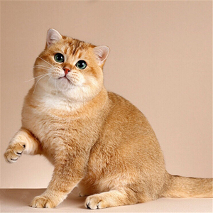 英短金渐层苏格兰折耳幼猫银渐层活体纯种英国短毛猫金渐层猫活体