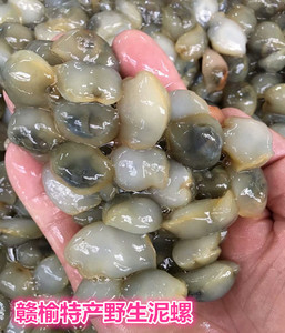 连云港特产鲜活无沙黄泥螺鲜活海鲜鲜活贝类活泥螺特惠价每斤22元