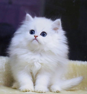 纯种金吉拉猫幼猫活体宠物猫咪幼崽活物波斯猫白色长毛猫拿破仑猫