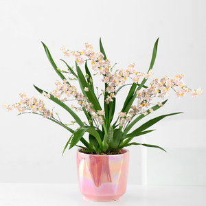 文心兰梦香兰带花苞兰花盆栽植物花卉蝴蝶兰室内阳台浓香开花绿植