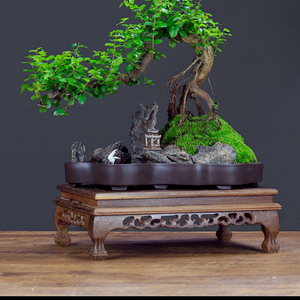 红花继木树桩盆景