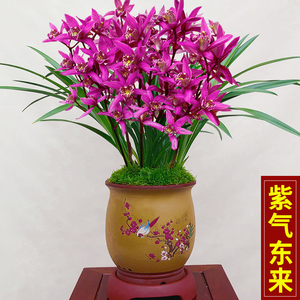 浓香型建兰室内盆栽花卉名贵兰花苗【紫气东来】观花兰草客厅植物