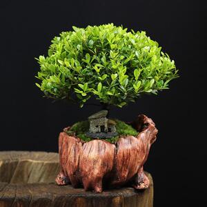 花卉阳台茶几赤金丝微型小叶楠木盆栽盆景楠黄杨文竹办公室