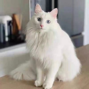 山东临清狮子猫纯种异瞳鸳鸯眼幼猫纯白猫双蓝眼长毛猫幼崽活体