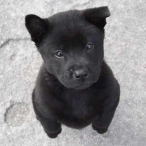 田园犬土狗活物草狗幼犬四眼狗白色狗狗 黑色狗花狗一对活体1人付款