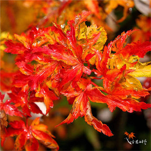 日本红枫 进口种苗 狮子头 acer palmatumshishigashira