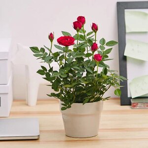 微型月季小盆栽玫瑰花苗钻石月季四季开花多头月季带花苞发货