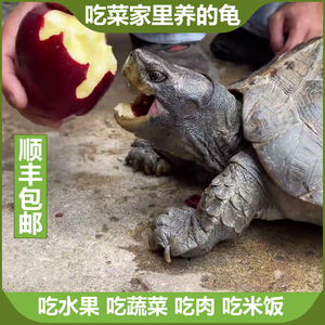 素食龟巨型吃菜龟活物吃素龟水果蔬菜观赏招财超大两栖半水宠物龟