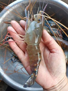罗氏沼虾罗氏沼虾大头虾泰国大青虾10头包邮淡水养殖2斤