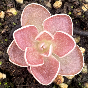 伊斯米基尔潘爱兰捕虫堇多肉食人花驱蚊草ixmiquilpan花卉盆栽