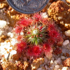 爱尼亚巴迷你茅膏菜可爱微景观食虫植物食人花趣味绿植盆栽冬芽