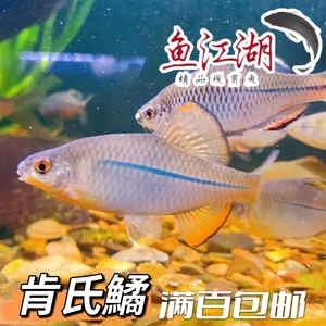 肯氏鱊鳑鲏原生鱼稀有鱼观赏鱼发色公鱼鱼冷水淡水鱼