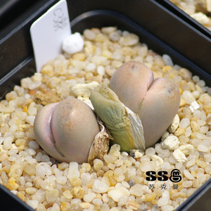 【ssg18年自收】番杏科 生石花属 c388 翠娥