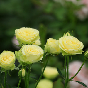 盆栽月季花灌木多花切花月季奶油龙沙伊甸园 奶龙 多头丰花