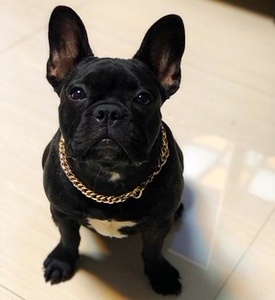 泰迪巴哥法斗狗狗配饰金链子中小型犬项圈宠物项链饰品恶霸
