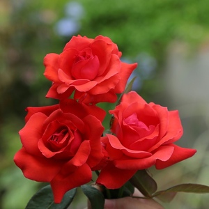 【灌木月季】绯扇大花月季花苗盆栽阳台庭院多季开花国月勤花朱红