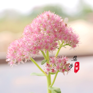 八宝景天粉花 盆栽地栽蝎子草防蚊虫叮咬止痒跌打损伤三七草室内