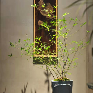 【佛肚竹苗盆栽】佛肚竹苗盆栽品牌,价格 - 阿里巴巴