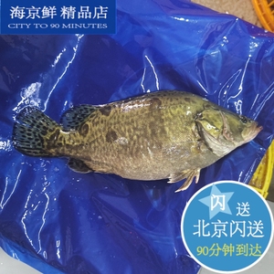 1.6-2斤1条 鲜活桂鱼 新鲜养殖鳜鱼水产 松鼠桂鱼 臭鳜鱼北京闪送