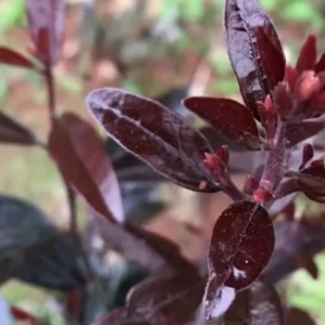 j76---j87号紫阳金丹放漏 四川金弹子盆景