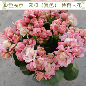 满30元包邮 淡妆奥格尔小苗重瓣巴黎长寿大花阳台办公桌鲜花四季