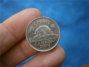 加拿大硬币5分2009年21mm外国硬币实物拍摄日452动物海狸