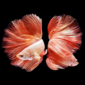 h【对图选鱼】泰国半月斗鱼热带鱼观赏鱼特价婚纱尾漂亮便宜