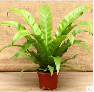阔叶鸟巢蕨山苏花吸甲醛绿植室内盆栽四季花卉观叶植物桌面小盆栽