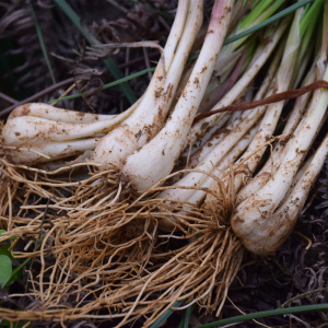 【绿源生鲜】藠头农家自种现挖茭头新鲜荞头叫头去根去叶发货