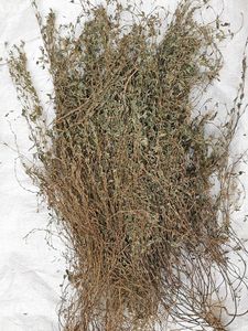 三叶人字草草药500克 掐不齐三叶草 中药材人字草新鲜干货苍蝇翅