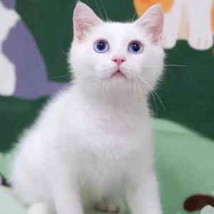 中华田园猫橘猫活物奶白橘猫幼崽狸猫幼猫狸花猫咪活体小花猫活的