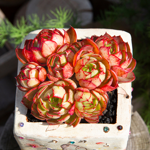 央金多肉植物群生老桩稀有品种多肉盆栽超萌肉肉办公室绿植花陌派