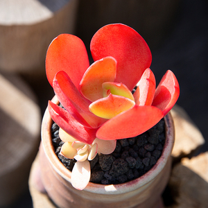 大叶秀妍多肉植物办公室内桌面阳台绿植多肉超萌肉肉小盆栽花陌派