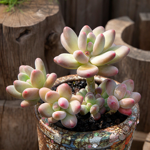 苹果奶群生老桩多肉植物办公室内桌面多肉盆栽超萌肉肉绿植花陌派