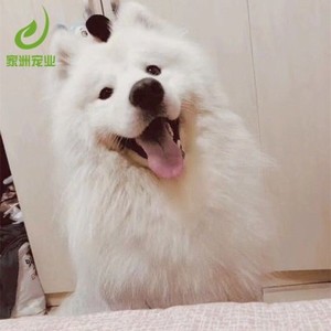 纯种萨摩耶犬幼犬微笑天使萨摩纯白色巨型犬大骨架活体宠物狗狗