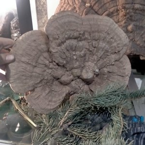 【东北树舌】东北树舌品牌,价格 - 阿里巴巴