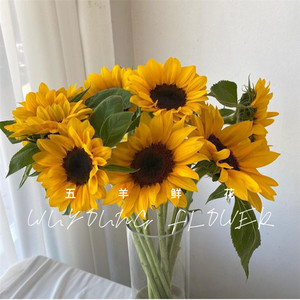 教师节感恩老师向日葵鲜花礼物花束家庭办公室广州同城全国包邮